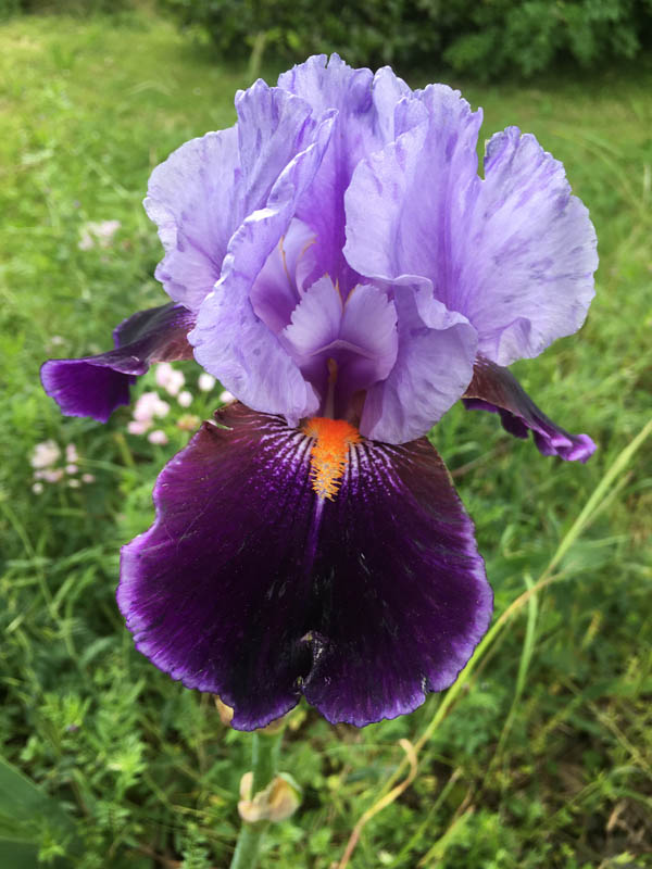 Iris 'Magic Man' 